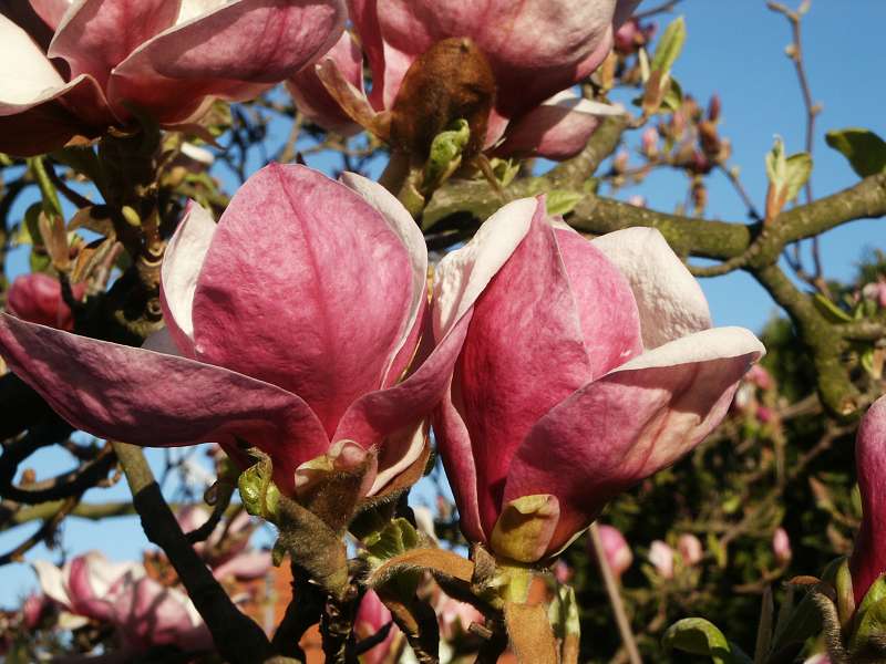 Magnolia x soulangeana Rustica Rubra | Magnolia - magnólie